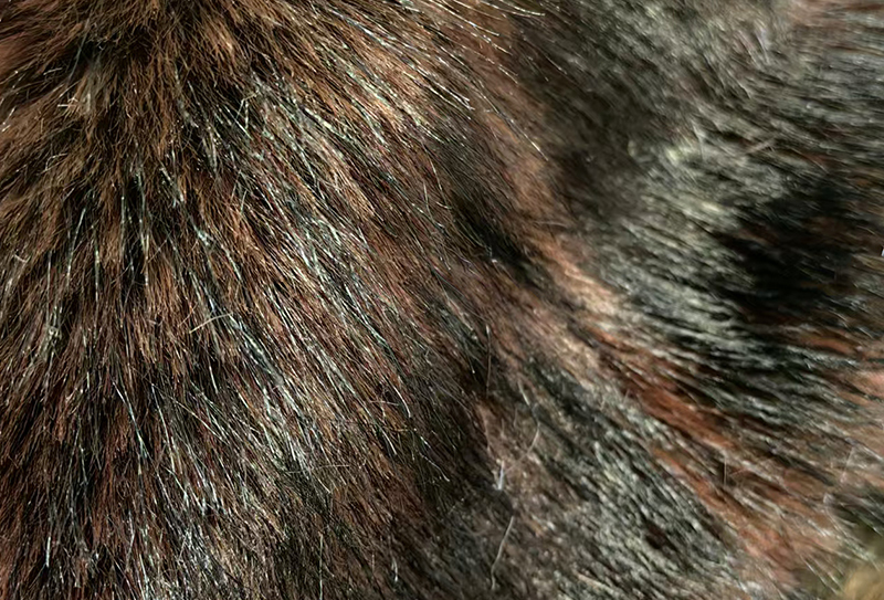 850mg * 185cm Boyalı uç tilki kürkü peluş kumaş 850mg * 185cm Boyalı uç tilki kürkü peluş kumaş